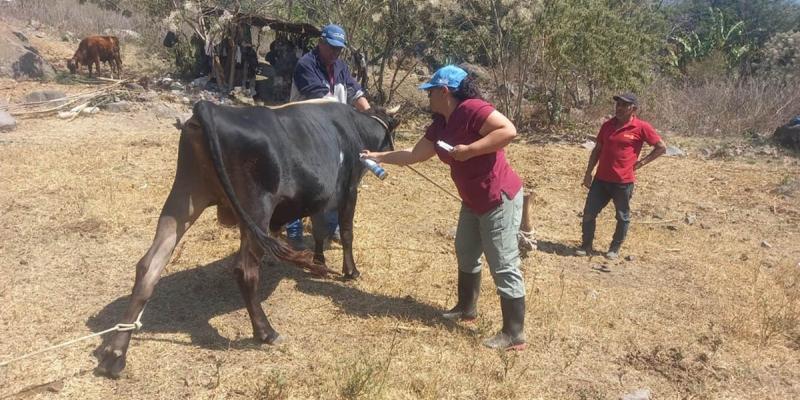 Jornada preventiva fortalece la salud del hato bovino en San Pablo La Laguna