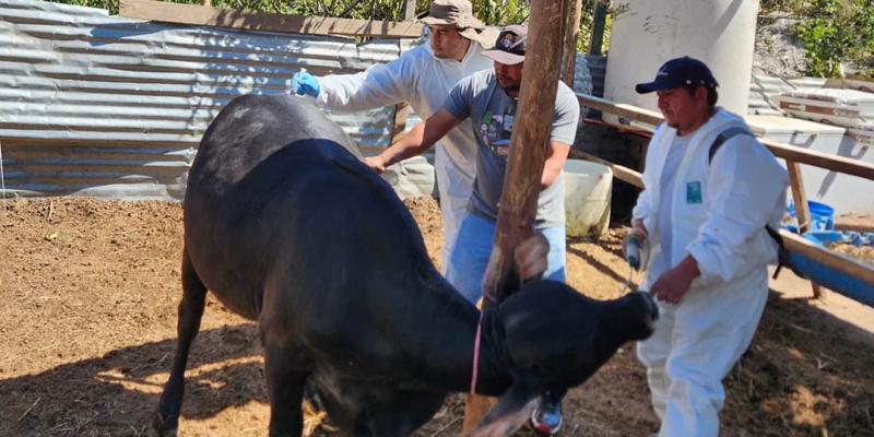 Jornada sanitaria refuerzan sanidad porcina y bovina en Villa Nueva
