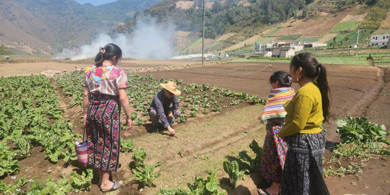 Monitorean el desarrollo de cultivos de cebolla en Zunil