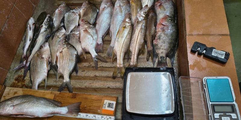 Monitoreo de peces en Izabal impulsa la pesca sostenible