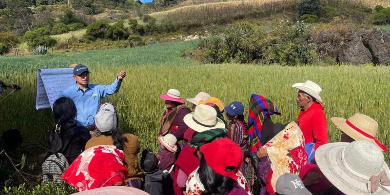 Nueva variedad de trigo impulsa producción en Huehuetenango