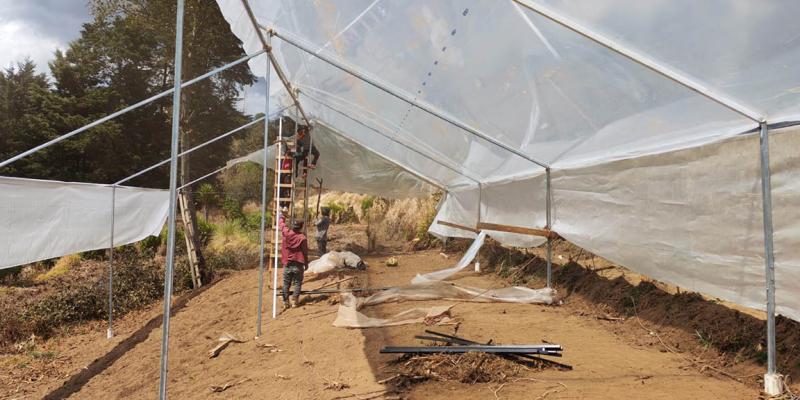 Optimizan la producción de tomate bajo condiciones controladas en San Marcos
