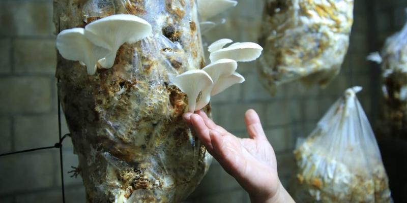 Optimizan nutrición y economía con la producción de hongo ostra