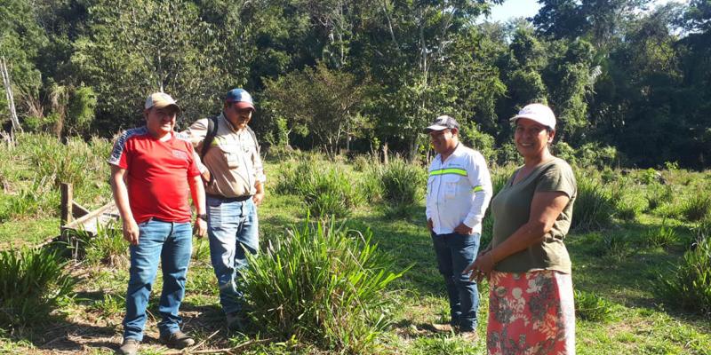 Pasto mejorado y mejores conocimientos fortalecen alimentación de bovinos en Alta Verapaz