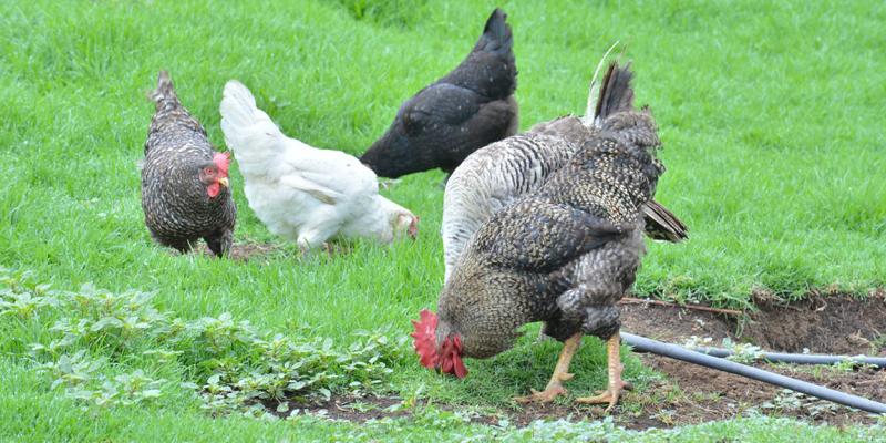 Producción para autoconsumo fortalece la seguridad alimentaria