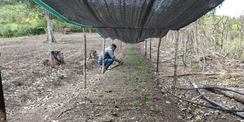 Productores de Santa Ana fortalecen sus huertos familiares