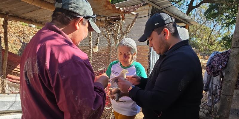 Protegen la sanidad avícola en Atescatempa con jornada de vacunación