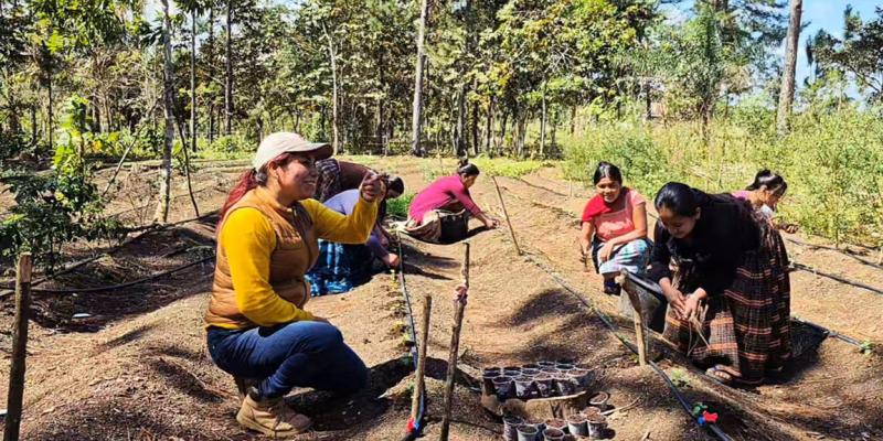 Rotación de cultivos previene plagas y enfermedades