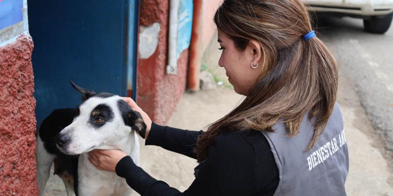 Se cumplen nueve años de construir una cultura de respeto hacia los animales