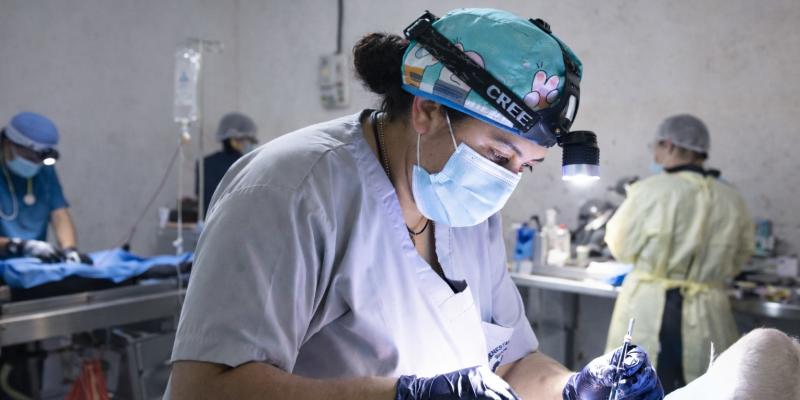 Esterilizar: un acto de responsabilidad y protección