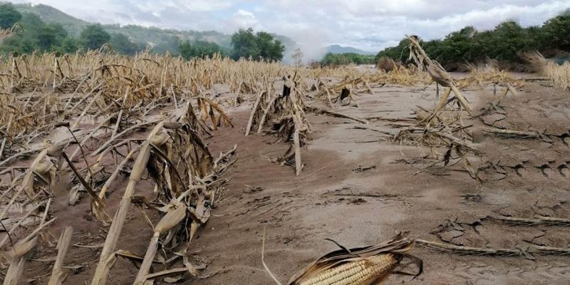 Diccionario Agrícola: Acame del Maíz y Selección Masal del Maíz