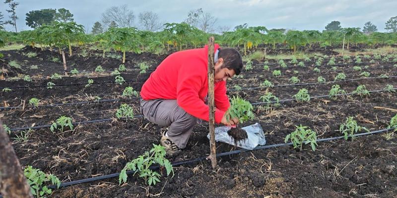 Asistencia técnica fortalece cultivo de tomate