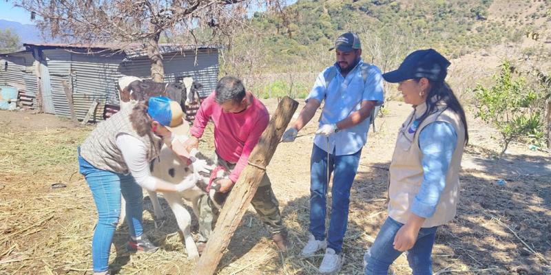 Comunidades de Acatenango refuerzan vigilancia contra el Gusano Barrenador