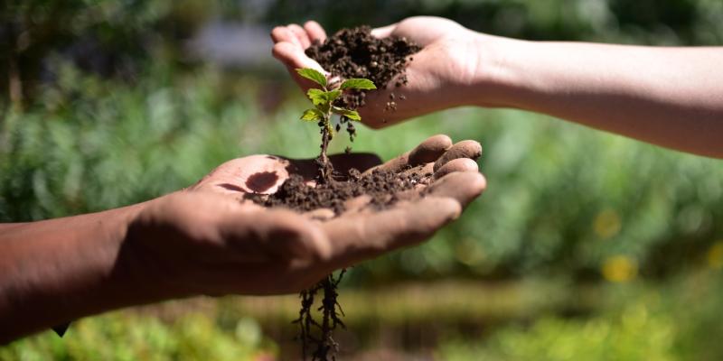 Cultivos tolerantes a la sequía fortalecen la seguridad alimentaria
