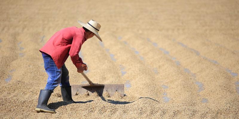 El secado al sol preserva la calidad del café guatemalteco