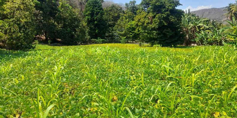 En alerta a 175 municipios por las lluvias y temperaturas 