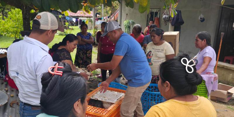 Entregan 1311 aves mejoradas a familias rurales de Petén