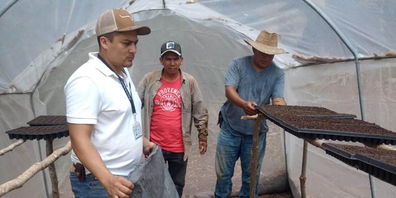 Fortalecen la agricultura familiar con producción tecnificada de hortalizas