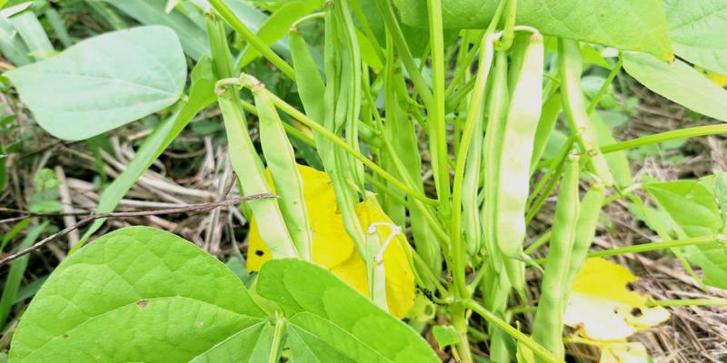 Fortalecen la producción artesanal de semilla de frijol en Dolores