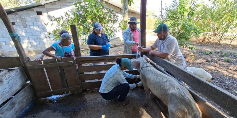 Fortalecen la salud porcina en comunidades de El Chal, Petén