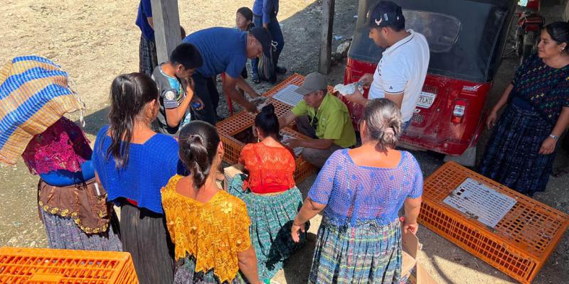 Impulsan avicultura familiar en Sayaxché 