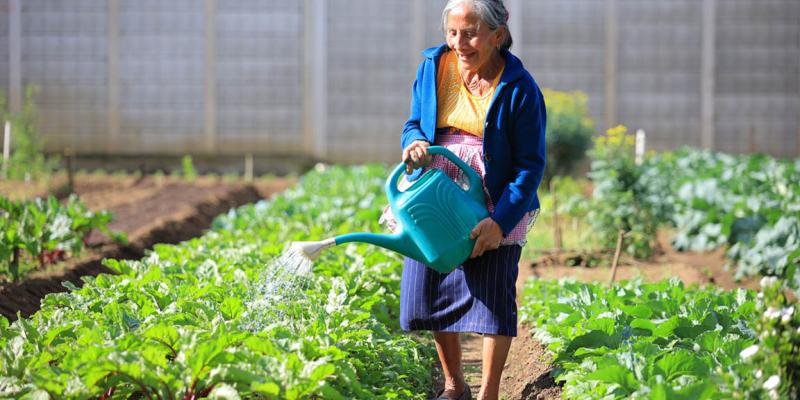 Información agroclimática fortalece la producción agrícola en Guatemala