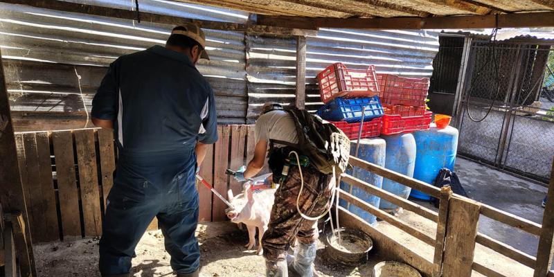 Jornada sanitaria fortalece la producción porcina familiar en Villa Nueva