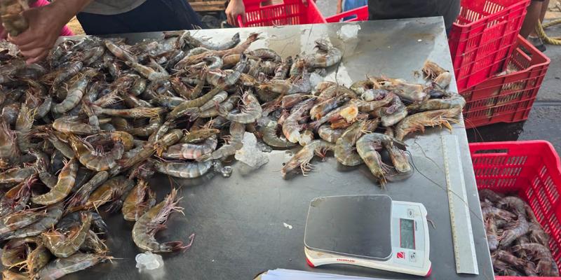 Monitorean desembarques de camarón en el Pacífico guatemalteco