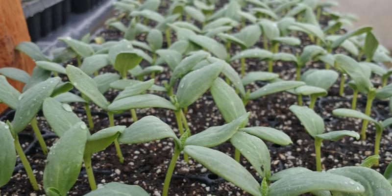 Monitorean germinación de hortalizas en Zacapa