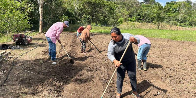 Preparan la tierra para cultivar chile en San Luis