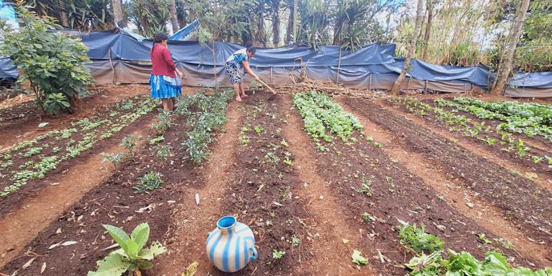 Prevén una semana lluviosa y de altas temperaturas