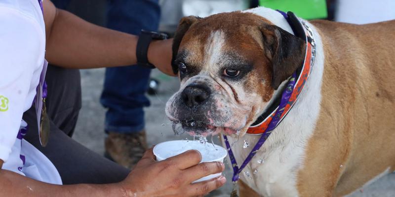 Prevenga el golpe de calor en animales durante la Semana Santa
