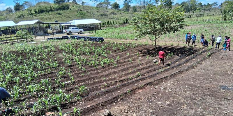 Recomendaciones agropecuarias ante variaciones de temperatura 