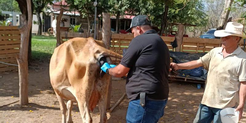Respuesta oportuna salva a res en Cabañas, Zacapa