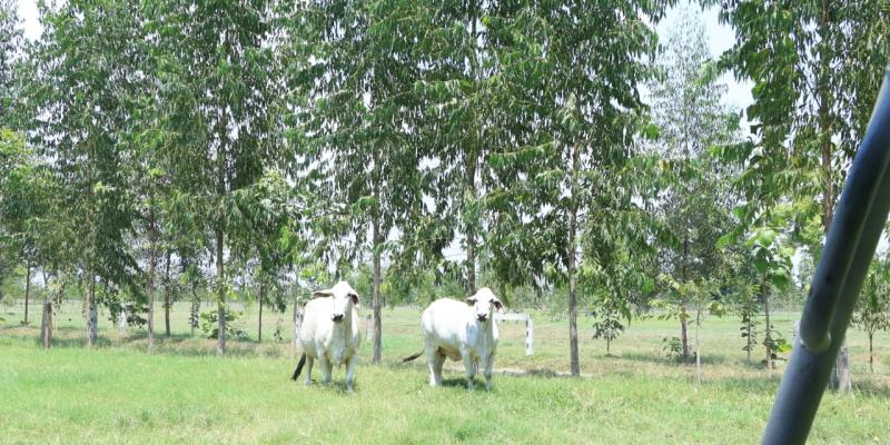 Sistemas agroforestales impulsan una agricultura más sostenible