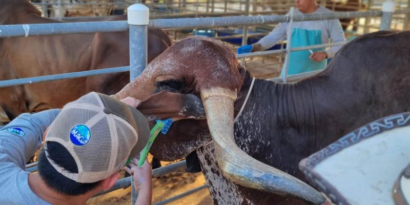 Trazabilidad bovina avanza con identificación de 456 animales de Santa Rosa y Quiché
