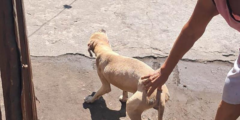 UBA verifica estado de salud de canino tras difusión de video en redes