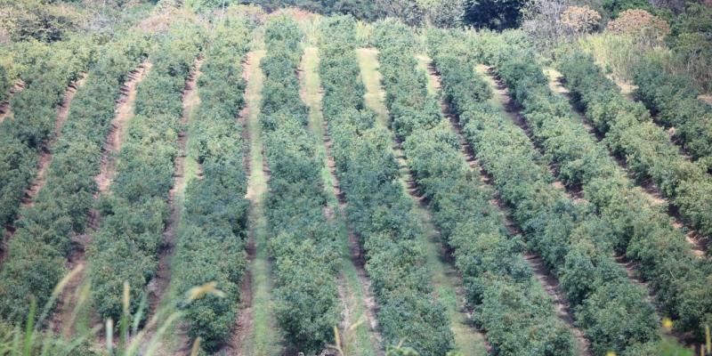 Variabilidad térmica, caída de ceniza y riesgos para cultivos en 18 departamentos