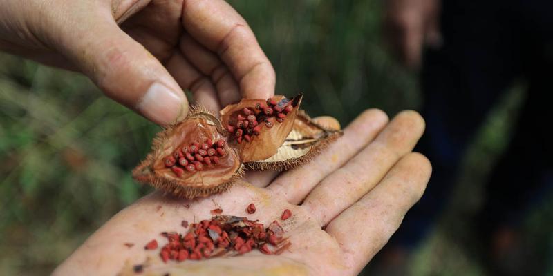 Achiote: color, sabor y salud desde los cultivos guatemaltecos