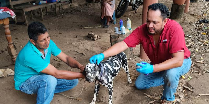 Aumentan inspecciones de ganado para contener el Gusano Barrenador