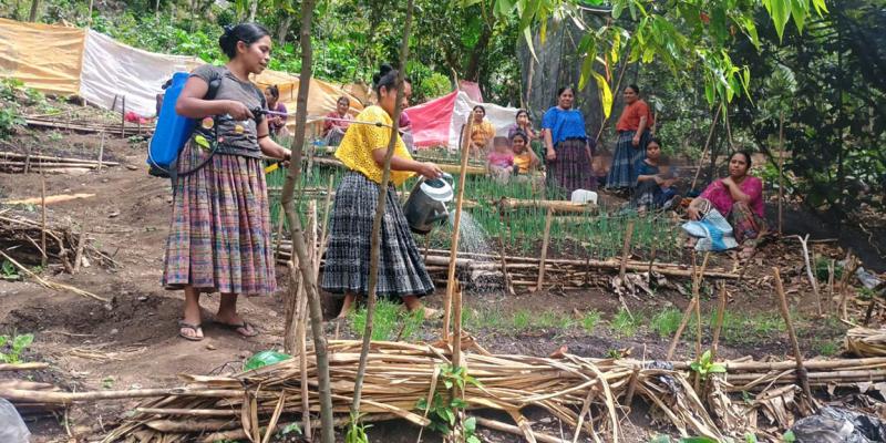 Establecen parcelas de aprendizaje para tecnificar el cultivo de cebolla 