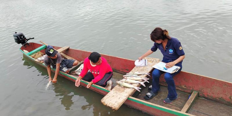 Monitorean especies de peces comerciales en el río La Pasión