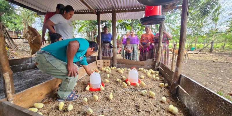 Entregan pollos de engorde a grupos CADER en San Francisco