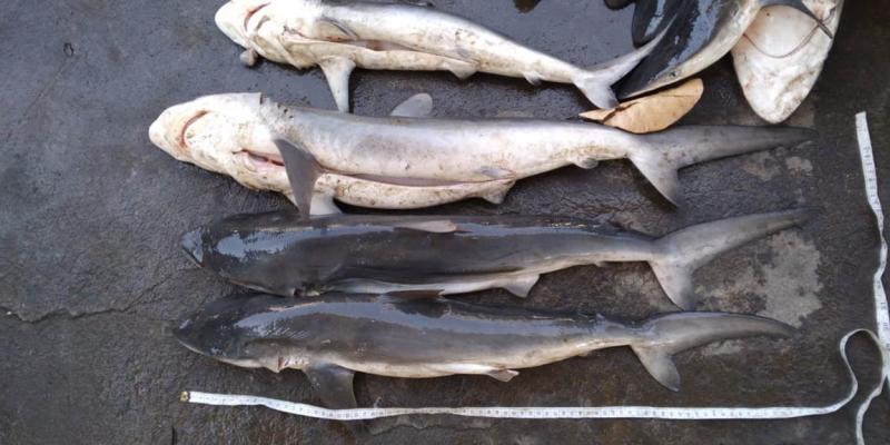 Monitorean desembarques de tiburón y pez dorado