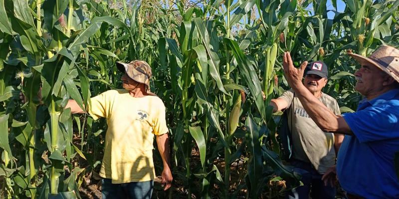 Impulsan la conservación de semilla nativa de maíz en Jalapa