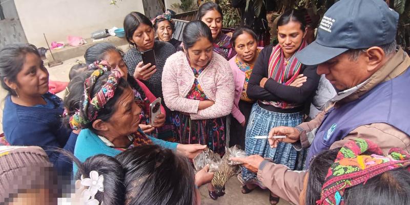 Vacunación preventiva optimiza sanidad avícola en Quetzaltenango