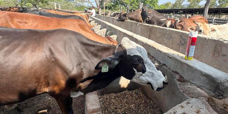 Altas temperaturas y fuertes vientos marcan condiciones agroclimáticas de la semana