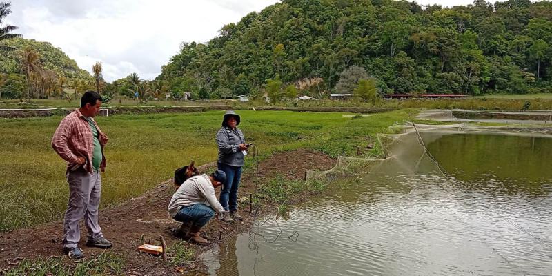 Asistencia técnica fortalece la producción de tilapia