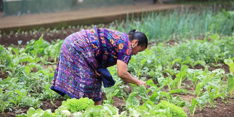 Crédito Tob’anik impulsa inversión en el campo y fortalece la producción agrícola