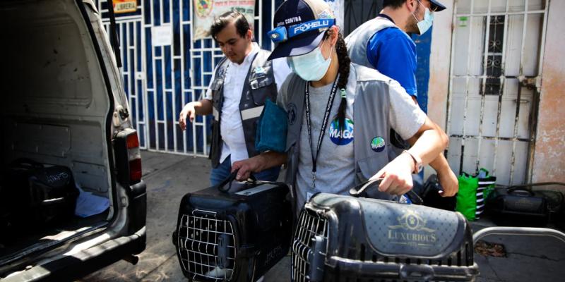 De condiciones precarias a un refugio seguro 16 gatos rescatados por la UBA